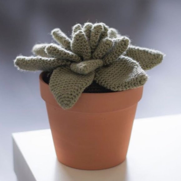 Cactus succulent in clay planter pot (Echeveria) - Picture 1 of 5